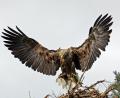 Bild: Hans Heimler/exb
Im Umkreis der nun gestoppten Planungen für einen Windpark südlich der Ortschaft Freihöls gibt es ein Seeadler-Nest. Es könnte durchaus sein, dass diese seltenen Giganten der Lüfte mit dafür ausschlaggebend waren, dass die Staatsforstverwaltung jetzt ihre weiteren Schritte in Richtung von vier bis zu 250 Meter hohen Windrädern zu den Akten legte.
