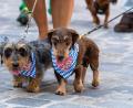 Bild: Armin Weigel/dpa
Zwei Hunde bei der Dackelparade in Regensburg.