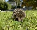 Bild: gw
Igel
