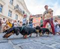Bild: Armin Weigel/dpa
Mehr als 1000 Dackel nehmen an der Dackelparade in der Regensburger Altstadt teil.