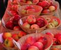 Archivbild: kro
Eine Vielzahl an Apfelsorten gibt es am Sonntag, 29. September, bei der Obstbörse in Waldsassen zu entdecken. Dabei kann man auch Sorten bestimmen lassen.