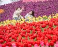Bild: Tang Yi/XinHua/dpa
Ein Selfie inmitten von Tulpen: Zwei Besucherinnen in der südwestchinesischen Stadt Chongqing.