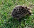 Archivbild: do
Vielleicht findet sich ein passendes Motiv im eigenen Garten. Dieser Igel würde jedenfalls das Hauptteilnahmekriterium an der Kalenderaktion des Ebnather Gewerbevereins erfüllen.
