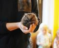 Bild: kaz
Bei Gefahr rollen sich die Igel zu einer Kugel zusammen.