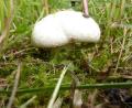 Bild: Herbert Baumanis
Ein Wiesen-Champignon: Dieser Pilz bevorzugt naturbelassene Wiesen wie Kuhweiden oder Pferdekoppeln.