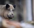 Symbolbild: Lino Mirgeler
Ein Wildschwein ist bei Schlammersdorf durch eine illegale Falle schwer verletzt worden.