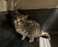 Bild: -/Berufsfeuerwehr München/dpa
Die Katze fühlte sich in den Motorräumen der Feuerwehrfahrzeuge offenbar wohl.