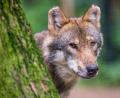 Symbolbild: Lino Mirgeler/dpa
Der Wolf ist in Bayern wieder heimisch geworden. Anders als dieses Exemplar aus einem Tierpark sind die Beutegreifer auch in freier Natur anzutreffen. Eine Sichtung in Konnersreuth wurde inzwischen von Experten beurteilt.