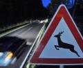 Symbolbild: Martin Schutt
Eine Vollbremsung wegen eines Wildwechsels führte bei Immenstetten zu einem Auffahrunfall mit zwei Verletzten.