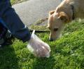 Bild: Alexander Unger
Die Hinterlassenschaften der Hunde müssen von den Besitzern entsorgt werden.