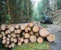 Symbolbild: Daniel Vogl /dpa
Durch den Borkenkäfer geschädigtes Holz muss so schnell wie möglich aus dem Wald.