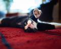 Symbolbild: Gregor Fischer/dpa
So gut wie Kater Sammy hat es nicht jede Katze. Die neu gegründete Gruppe "Katzenglück für Streuner" investiert viel Zeit und Geld, damit es auch obdachlosen Tieren besser geht. Eine Spendenaktion hebt nun ganz nebenbei auch das Fitness-Level von Tierfreunden.