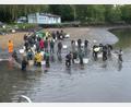 Bild: rn
Rund 70 Mitglieder des Sportanglervereins beteiligen sich am Abfischen des Rußweihers. Der Fischzug hat auch viele positive „Nebeneffekte“.