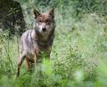 Bild: Christian Charisius/dpa
Die umstrittene Wolfsverordnung in Bayern ist erneut in Kraft. (Archivbild)