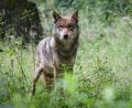 Symbolbild: Christian Charisius/dpa
Der Wolf durchstreift längst auch den Landkreis Tirschenreuth. Zu Gesicht bekommt man das scheue Tier jedoch sehr selten.