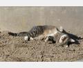 Bild: ilse
Katze Amy aus Obersdorf