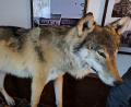 Bild: jma
Das Präparat des Wolfs aus dem Manteler Forst, der einem Verkehrsunfall zum Opfer gefallen ist, zog im Gasthaus Pickel in Nitzlbuch Blicke auf sich.