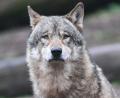 Symbolbild: Bernd Weißbrod/dpa
Die Rückkehr des Wolfs sorgt auch im Landkreis Tirschenreuth für emotionale Debatten.