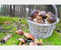 Bild: mihi-stock.adobe.com
Ein Korb frischer Pilze