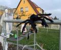 Bild: zre
Diese schwarze Spinne mit roten Augen begrüßt Besucher an der Katharinenfriedhofstraße 38.
