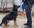 Bild: Nils Ganzmann
Polizeihund Bono muss seinem Herrchen immer aufs Wort gehorchen. Schließlich ist er die Lebensversicherung des Polizisten.