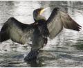 Archivbild: Wolfgang Steinbacher
Der Kormoran greift sich Fische aus Teichen und richtet erheblichen wirtschaftlichen Schaden an. Sein Kot setzt Bäumen zu.