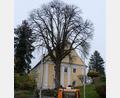 Bild: le
Der Kastanienbaum am Rathausplatz, dahinter das Alte Pflegschloss, gehört zu den markantesten Bäumen im Zentrum des Marktes.