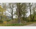 Bild: bey
Die Dorflinde in Diepoltsreuth ist nicht mehr verkehrssicher. Nach Zustimmung der Unteren Naturschutzbehörde beim Landratsamt Neustadt/WN darf der Baum gefällt werden. Ein vier Meter langes Stück Holz aus dem unteren Teil des Baumes muss als Totholz in einem für die Öffentlichkeit schlecht zugänglichen Wald und Lichtung erhalten werden.