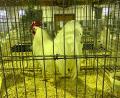 Archivbild: kro
Knapp 400 gefiederte Tiere werden auf der Kreisgeflügelschau in Plößberg zu sehen sein.
