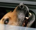 Symbolbild: gf
40 Euro jährliche Hundesteuer müssen künftig Hundehalter in Gebenbach zahlen, 300 Euro fallen für einen sogenannten Kampfhund an. Keine Hundesteuer zahlen müssen Besitzer von Assistenz-, Rettungs- und Suchhunden.