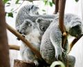 Archivbild: Roland Weihrauch/dpa
Der Duisburger Zoo ist europaweit Spezialist für die aufwendige Zucht und Zoo-Haltung der Koalas.