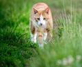 Symbolbild: Hauke-Christian Dittrich/dpa
In Weiden wird eine Katze angeschossen.