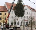Bild: Stadt Tirschenreuth/Mirko Streich/exb
Der 600 Kilogramm schwere und zwölf Meter hohe Christbaum schwebt per Kran auf seinen vorgesehenen Platz vor dem Tirschenreuther Rathaus.