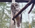 Bild: VLAB/Michaela Domeyer/exb
Habichtskauz "Lucky" vor seiner Freilassung.