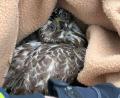 Bild: Verkehrspolizeiinspektion Hof
Ein verletzter Vogel an der A72 im Landkreis Hof führte zu einer Rettungsaktion der Polizei. Arbeiter einer Baustelle fanden den verletzten Vogel neben der Fahrbahn.