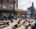 Bild: Daniel Vogl/dpa
Der Schafzug durch die Innenstadt zieht mittlerweile viele Schaulustige an.