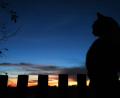 Symbolbild: Oana Jaroslav/dpa
Eine Katze sitzt bei Sonnenuntergang auf einem Zaun.