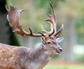 Symbolbild: Hauke-Christian Dittrich/dpa
Ein Damhirsch steht in einem Tiergarten. Im Landkreis Schwandorf ist ein getötetes Tier entdeckt worden. Ob ein Wolf das Damwild gerissen hat, wird untersucht.