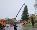 Bild: jak
Feuerwehr und Mitarbeiter des Betonwerks Prössl stellen den knapp zehn Meter hohen Weihnachtsbaum vor dem Rathaus in Weiden auf.