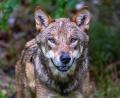 Symbolbild: Armin Weigel/dpa
Wölfe in freier Wildbahn sind auch im Landkreis Tirschenreuth kein gänzlich unmöglicher Anblick mehr. Viele Weidetierhalter machen sich Sorgen. Das Symbolbild stammt aus einem Nationalpark.