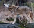 Bild: Julian Stratenschulte/dpa
Ein Wolf (Canis lupus lupus) steht heulend in einem Gehege auf einem Baumstamm. Schon seit Jahren gibt es Sichtungen im Landkreis Schwandorf. Nun sind zwei Wölfe bei Verkehrsunfällen getötet worden.
