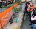 Bild: do
Regen Zuspruch fand die Lokalschau in der Ausstellungshalle beim "Erntedank" der Tremmersdorf/Speinsharter Kleintierzüchter