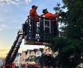 Bild: Gabi Schönberger
Mitarbeiter des Städtischen Bauhofs schmücken den Weihnachtsbaum vor dem Landratsamt Neustadt/WN mit Lichterketten.