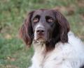 Bild: Nicole Bücherl/exb
Hund "Gottfried" wird seit vier Wochen vermisst.