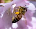 Bild: Sven Hoppe/dpa
Ein Futterautomat für Bienen wurde mit Böller in Amberg gesprengt.