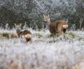 Bild: Thomas Warnack/dpa
Rehe stehen in einer vom Raureif überzogenen Wiese an einem Waldrand. In fünf Hegegemeinschaften im Landkreis Schwandorf gelten die Verbissschäden, die das Schalenwild anrichtet, als zu hoch.