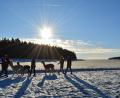 Bild: Thumbachquelle
In Kirchenthumbach kannst du mit Alpakas wandern