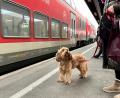 Bild: Gabi Schönberger
Frauchen, der Zug kommt doch noch! Die Züge der Bahn auf der Linie RE2 sorgen am Weidener Bahnhof immer wieder für Überraschungen.