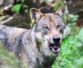 Symbolbild: Julian Stratenschulte/dpa
Der Wolf ernährt sich hauptsächlich von Rehen, Hirschen und Wildschweinen. Aber auch Nutztiere wie Schafe, Ziegen oder Kälber gehören zu seiner Beute.