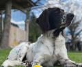 Bild: Nicole Bücherl/exb
Hund "Gottfried" bleibt verschollen. Gerade wegen der auffälligen Zeichnung an der Schnauze wäre er leicht zu identifizieren.